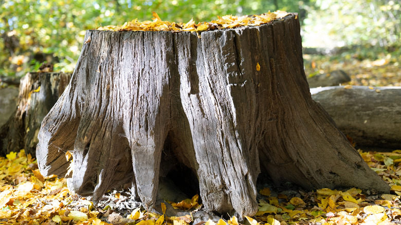 Tree stump amid fallen leaves