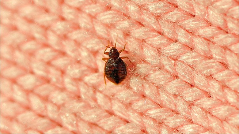 Bed bug on knit fabric