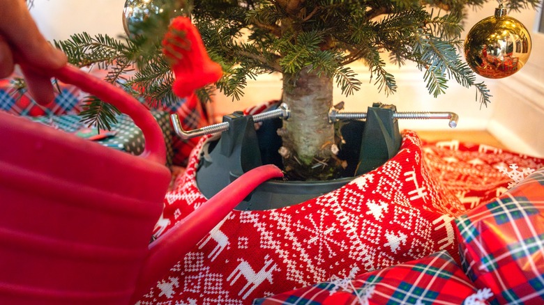 Person watering a Christmas tree with red watering can