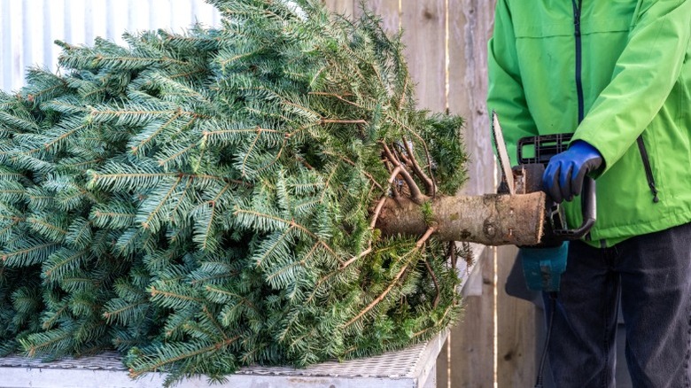 Man cutting trunk of a Christmas tree to prepare for water