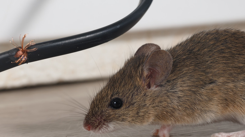 mouse near chewed wire 
