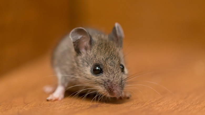 mouse in the house 