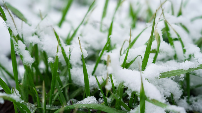 Light snow on green grass
