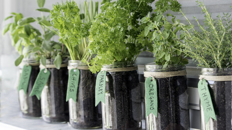Herbs growing in glass jars 