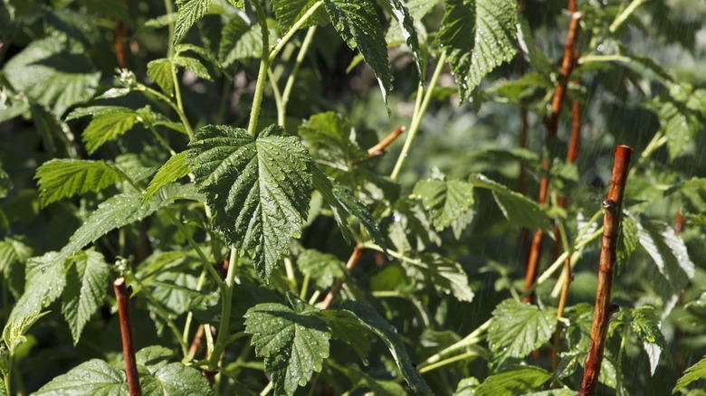 Raspberry plant with both floricanes and primocanes.