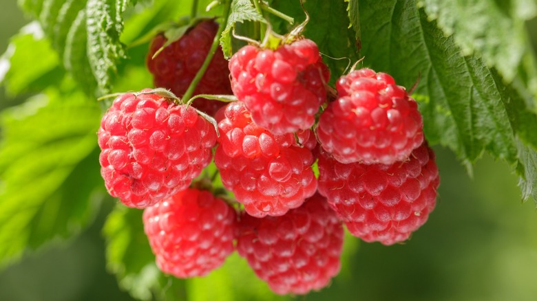 Raspberry plants bearing fruit.