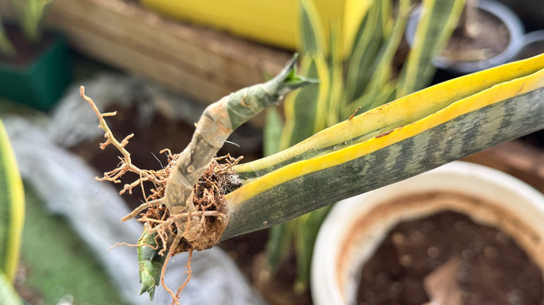 A close-up photo of a snake plant cutting with roots developing, and potting material in the background