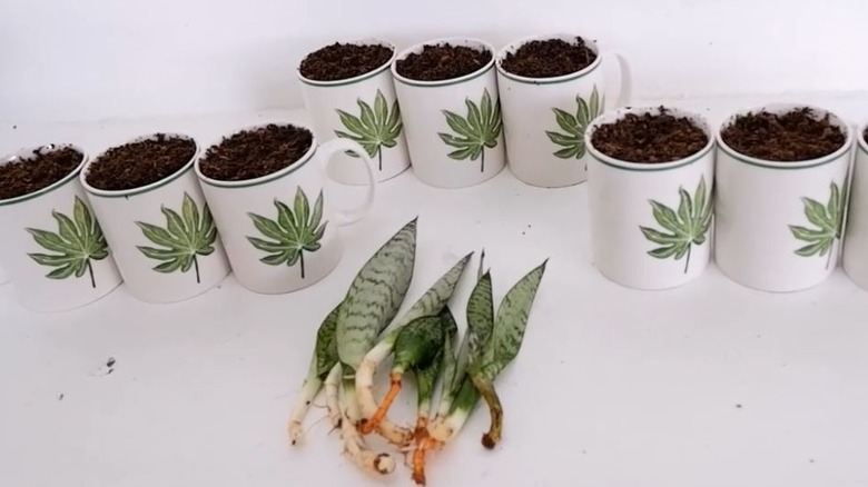 Divided snake plants lie on a white surface next to mugs filled with soil