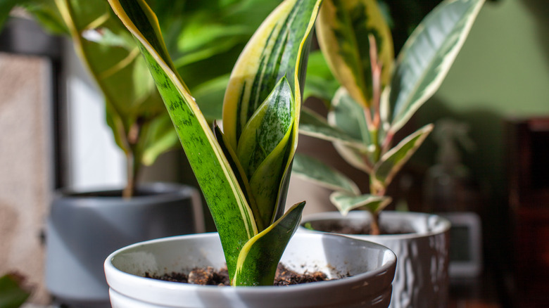 A snake plant is growing in a mug-like container with several other houseplants in the background