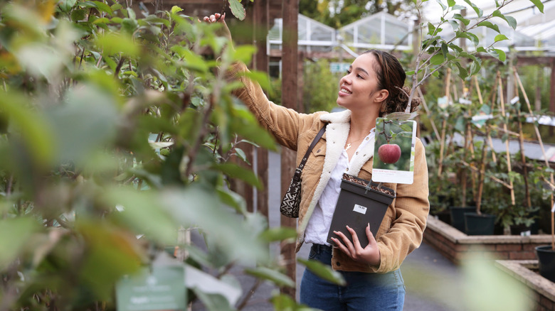Woman in nursery choosing an apple tree to plant