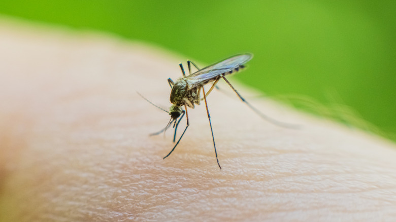 close up view of mosquito biting human skin outdoors