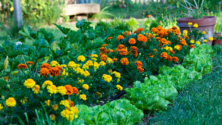 yellow and orange marigolds lined up in a vegetable garden