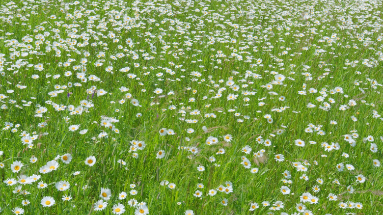 A dense mat of chamomile lawn
