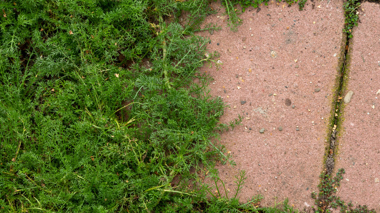 Chamomile 'Treneague' growing over a paver