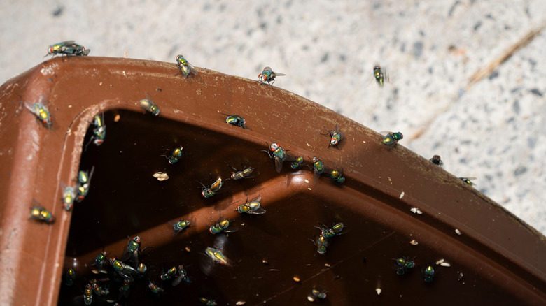 An infestation of flies around the lid of a compost bin