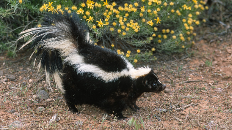 Adult skunk in a garden with yellow flowers