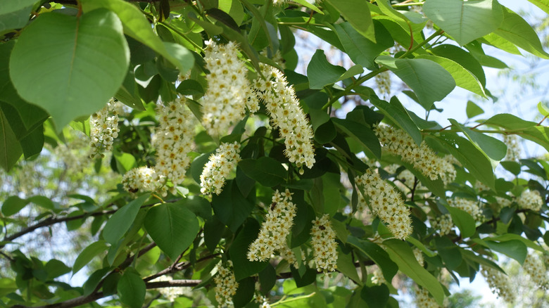 White blooms on a black cherry tree