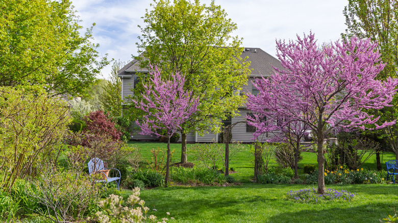 Redbuds and other trees in a natural home yard