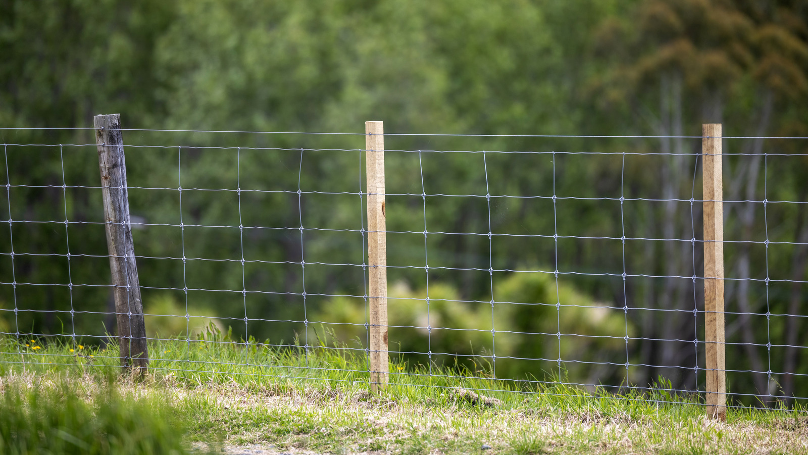 Downsides To Consider Before Installing A Hog Wire Fence In Your Yard, image size:1600x901