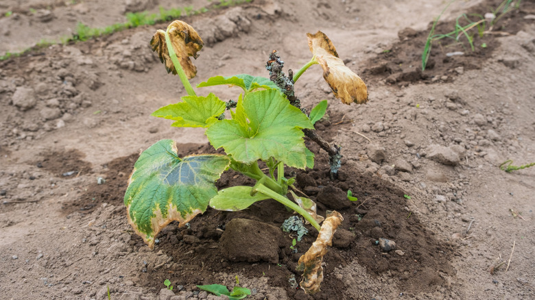 A wilting zucchini plant