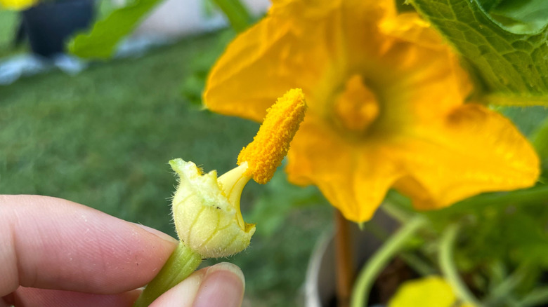 A person hand-pollinating squash blooms.
