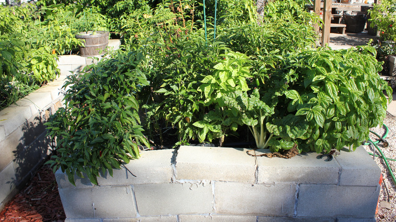 Raised beds made of cinder blocks and filled with vegetables