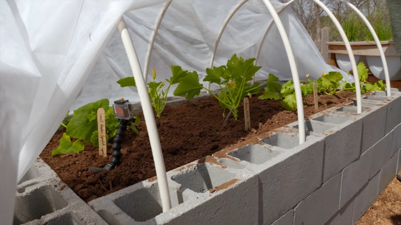 Cinder block raised beds partially covered with landscaping fabric