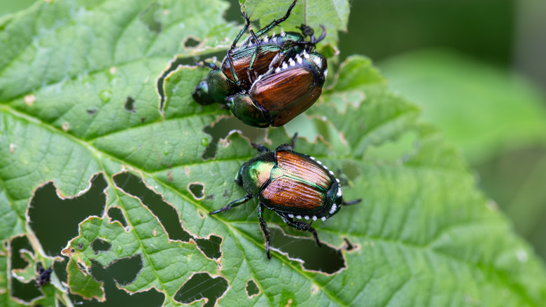 Japanese beetles eating leaves.