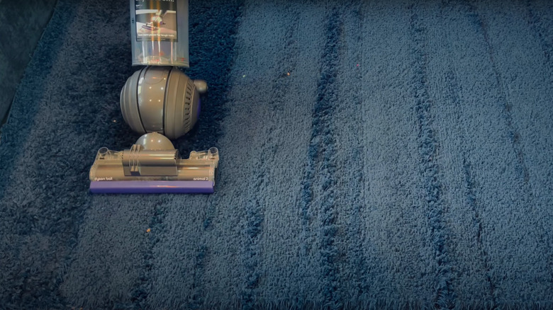 Dyson animal rolling over high pile blue carpet