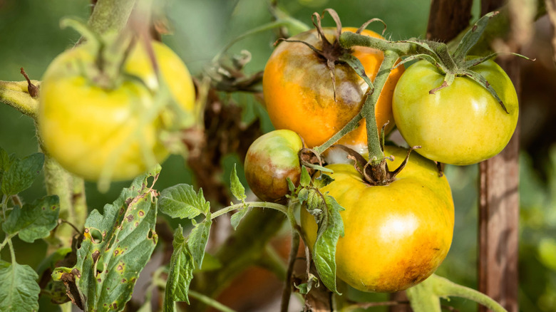 A tomato plant infected with blight.