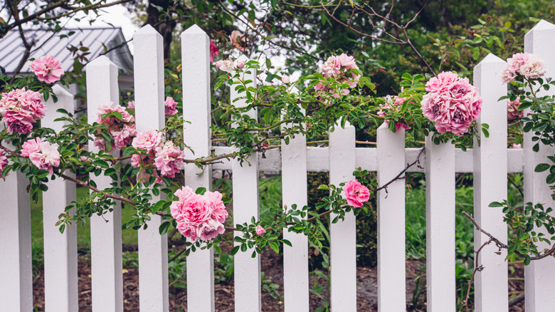 A white fence with pink flowers wrapped around it surrounding a garden