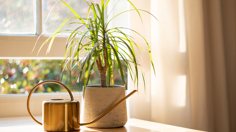 Dracaena marginata and watering can