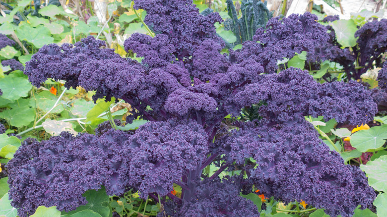 Redbor kale is at its most purple in the spring, before deepening to burgundy