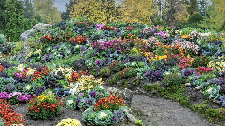 A large garden is filled with ornamental kales, cabbages and other fall flowers and vegetables