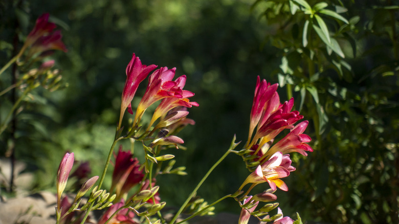 Red freesias in garden