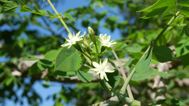 White blooms on a Kentucky coffee tree