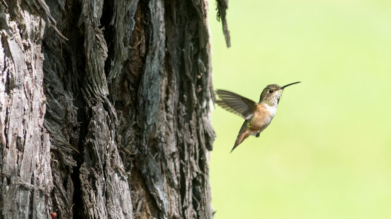 A hummingbird hovers near the trunk of a rough-barked tree.