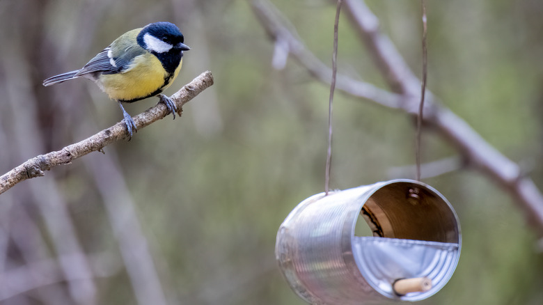 bird with can bird feeder