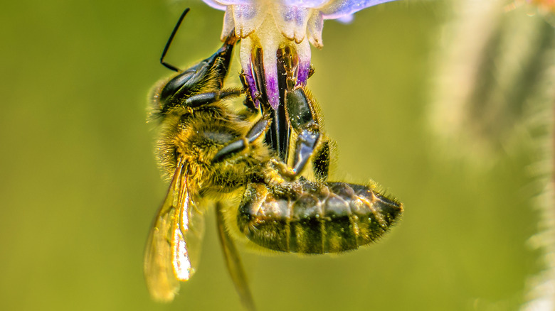 bee on borage flower