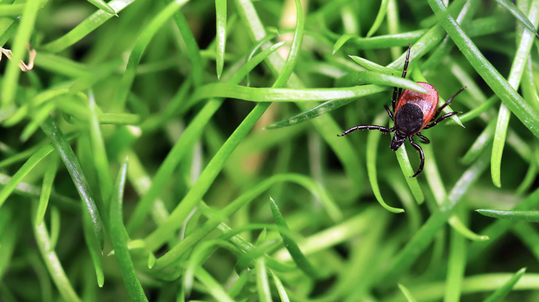 Deer tick on grass