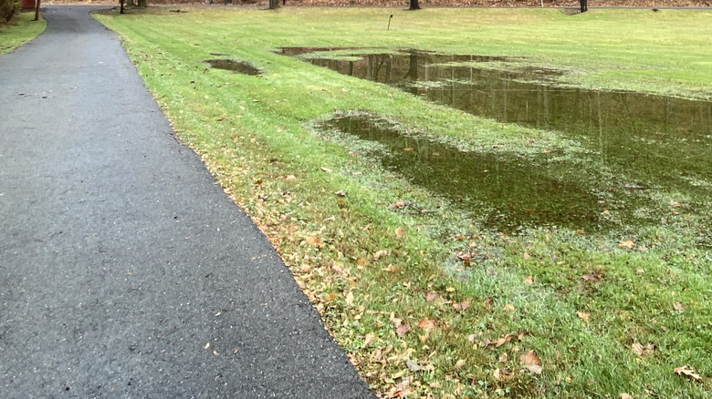 wet soggy yard next to paved driveway