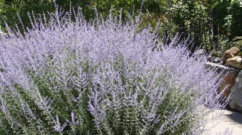 Russian sage plant with sprays of lavender flowers and silvery leaves