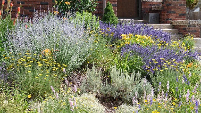 Xeriscaped landscape with drought-tolerant blue, purple, and yellow colored flowers