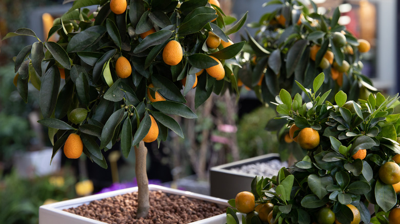 Dwarf orange trees