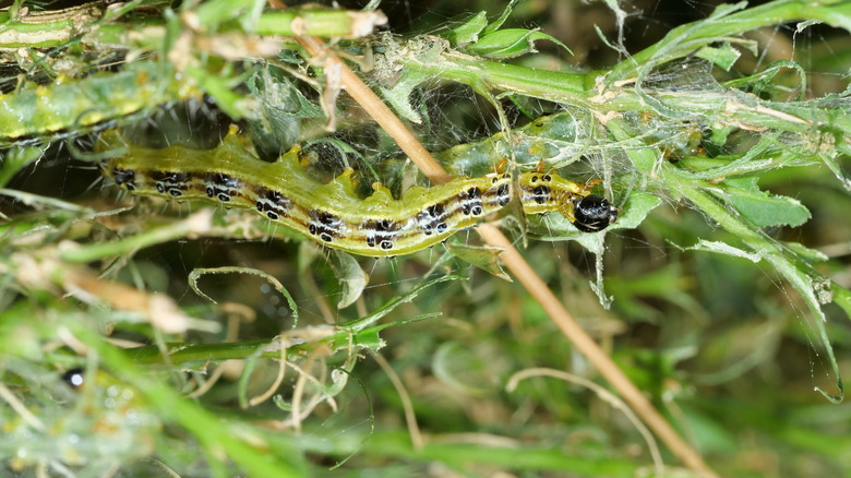 Closeup of a box tree moth caterpillar showing the damage caused and the distinctive webbing