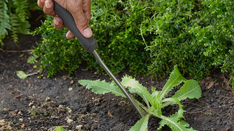 a person using the Husky Double Injection Stainless Steel Hand Weeder