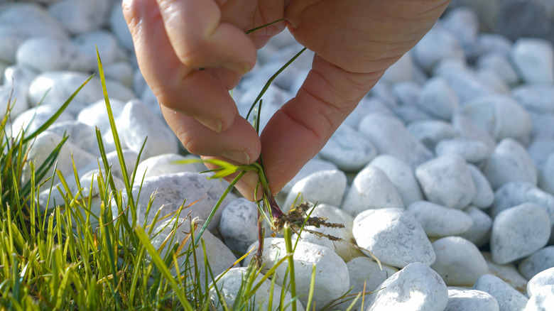 a woman pulling a weed from a gravel driveway
