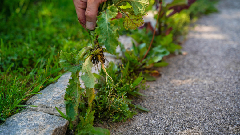 Removing weeds by hand along the edge of a driveway or pavement.