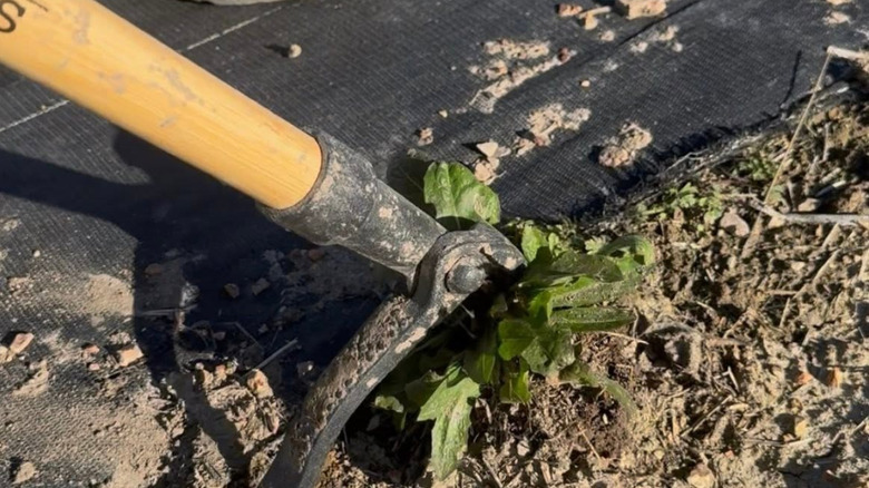 Grandpa's Weeder removing weeds from dirt.