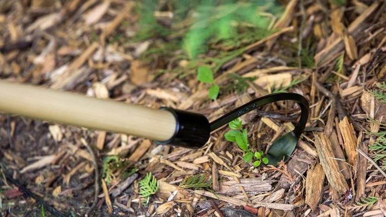 The blade of a CobraHead long weeder presses onto the surface of a mulched garden bed.